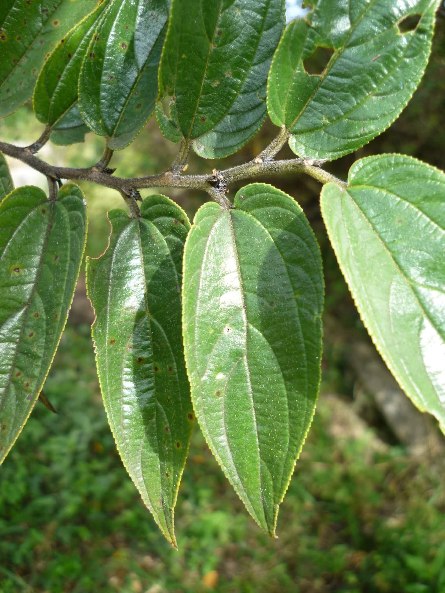 Celtis caudata